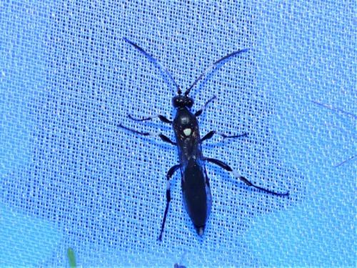 Réf. 326 778 : Coelichneumon deliratorius